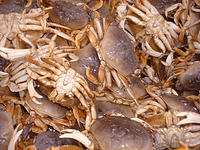 New Regulations for Recreational Dungeness Crab Fishery Opening