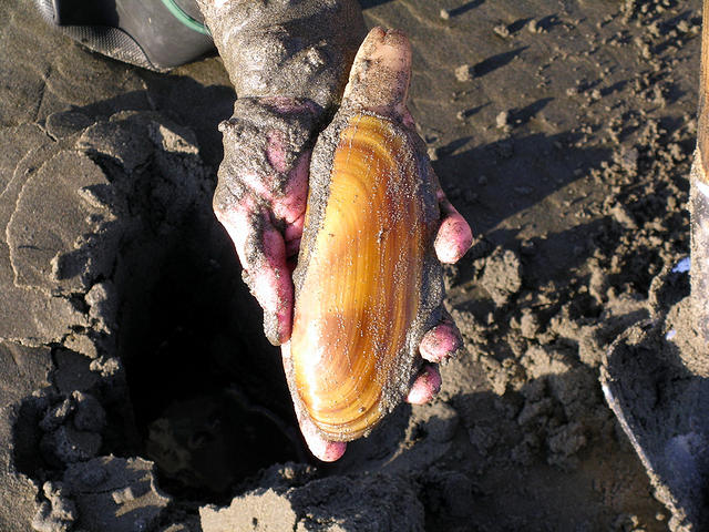 How To Dig Razor Clams: The Ultimate Guide To The Pacific's